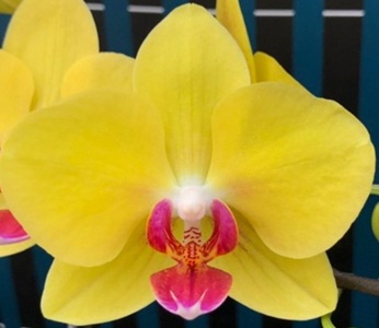 Phal. OX Yellow Freed