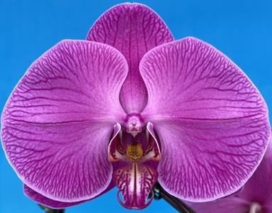 Phal. Purple Stripe