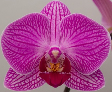 Phal. KV '751'