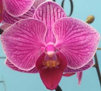 Phal. KV Sweet Heart