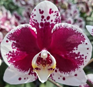 Phal. Gan Lin Tijuana