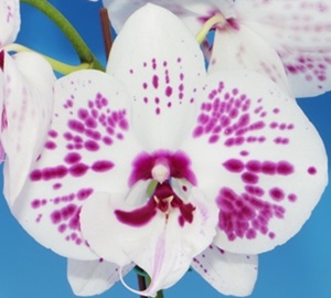 Phal .Fuller's 'F3790'