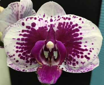 Phal. KV '772'