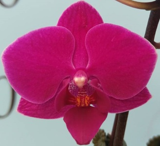 Phal. KV '561'