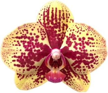 Phal. Gan Lin Sunlight 'DF1350'
