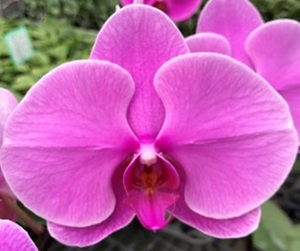 Phal. Yi Shing "265"