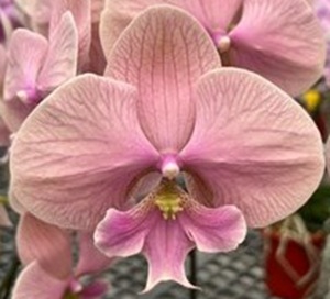 Phal. Charming '1585'