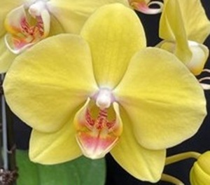 Phal. Charming '1538'