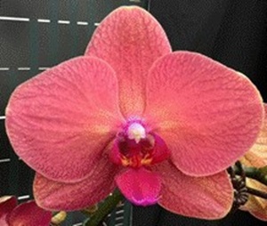 Phal. Charming '1471'