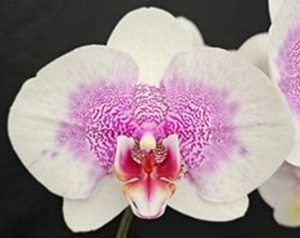Phal. Charming '1512'