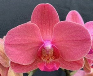 Phal. Charming '1364'