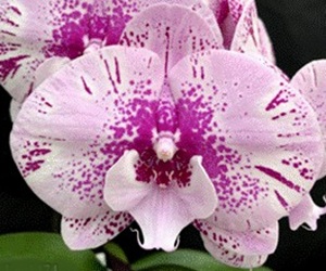 Phal. Charming '1474'