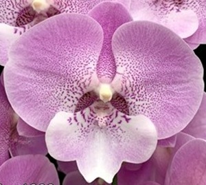 Phal. Charming '1399'
