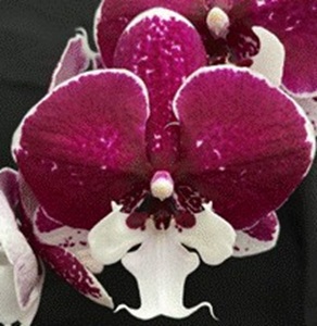 Phal. Charming '1465'