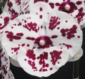 Phal. Charming '1274'