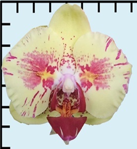 Phal. Fangmei '1740'