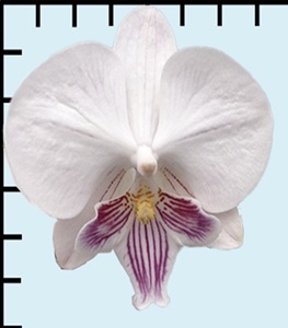 Phal. Aritsan Flora '2127'
