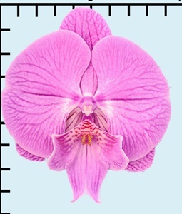Phal. Aritsan Flora '2210'