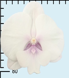 Phal. Aritsan Flora '2221'