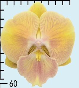 Phal. Aritsan Flora '2250'