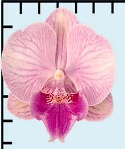 Phal. Aritsan Flora '2319'