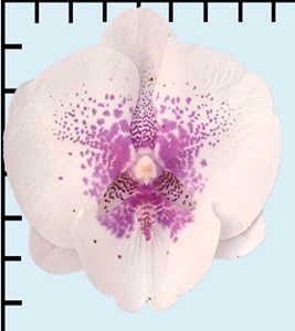 Phal. Aritsan Flora '2325'