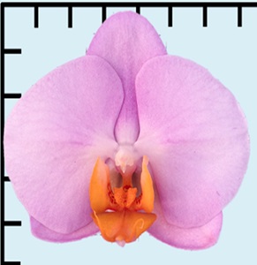 Phal. Aritsan Flora '2519'