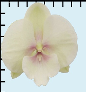Phal. Aritsan Flora 'LX154'