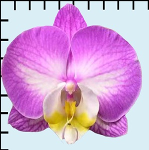 Phal. GC Reyoung Snow Fox