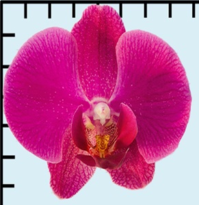 Phal. Aritsan Flora '2306'