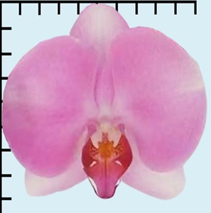 Phal. Fangmei '1505'
