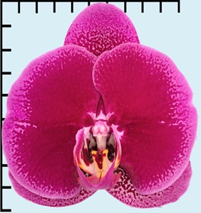 Phal. Aritsan Flora '2068'