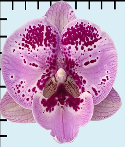 Phal. Aritsan Flora '2564'