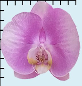 Phal. Aritsan Flora '2303'