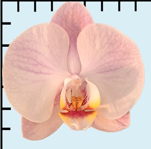 Phal. Aritsan Flora '2395'