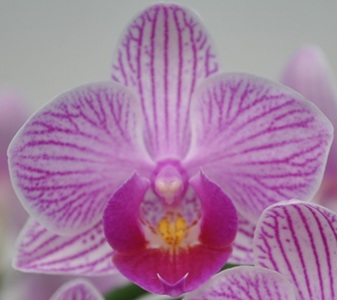 Phal. Taisuco Svelte