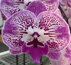 Phal. Tying Shin 'TS2986'