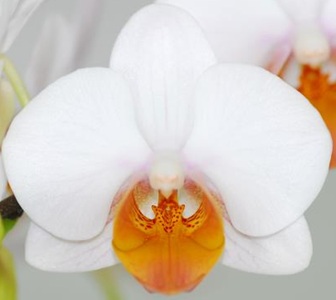 Phal. Nobby's Spring Accost