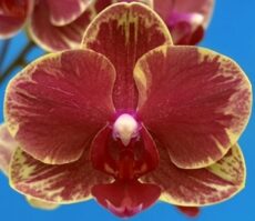 Phal. Star Passion Girl