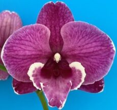 Phal. MS Blace Bear