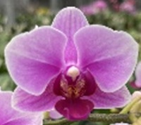 Phal. Colorful Cloud 'LIT84'