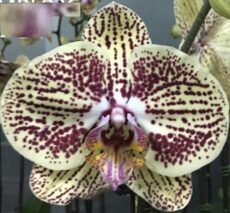 Phal. MS Yellow Spot