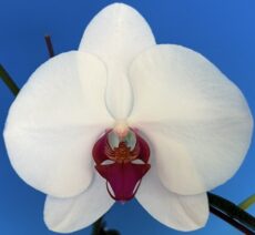 Phal. MS Red Lips