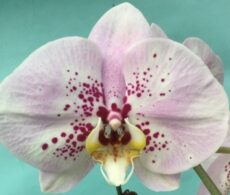 Phal. MS Glitter Blossom