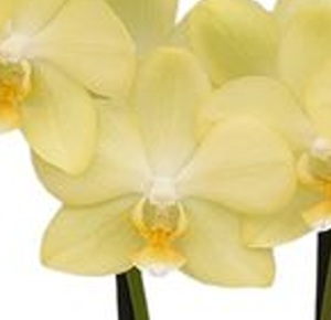 Phal. ANTHURA LA PAZ