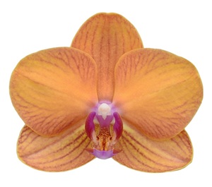 Phal. ANTHURA BOLOGNA