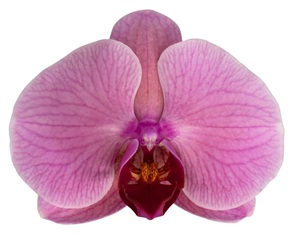 Phal. ANTHURA DIJON