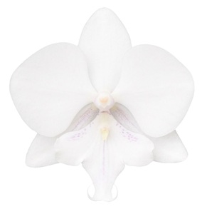 Phal. MANTA SIMILAN