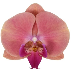 Phal. ANTHURA MENTON