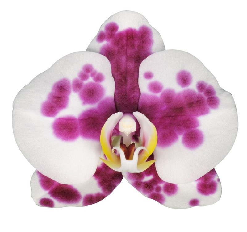 Phal. ANTHURA PALAMOS
